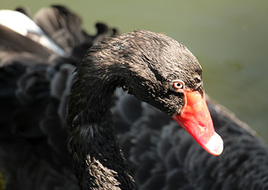 Как предсказать «чёрного лебедя»: ошибки компаний при управлении рисками